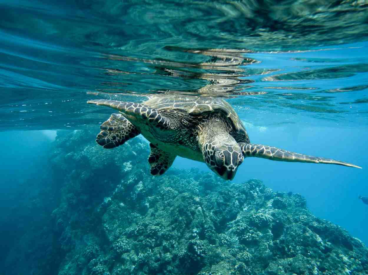 Green Sea Turtle Underwater | Floridafishing.Net